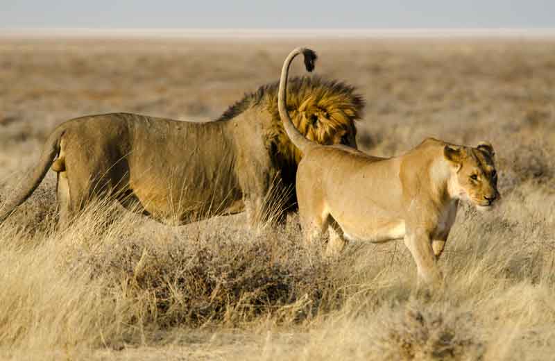 87 - Namibia - leones comiendo - parque nacional de Etosha